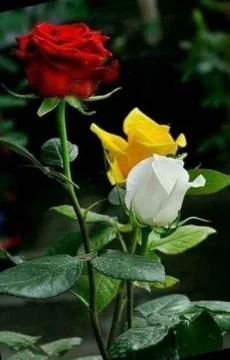 Roses in colours Foto stock