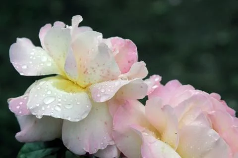 Roses composition Stock Photos