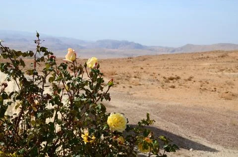 Roses  in the desert 스톡 사진