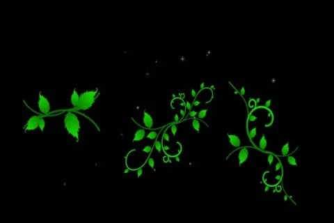 Roses DeVine Flourish Wipe Widescreen Video stock 10875130