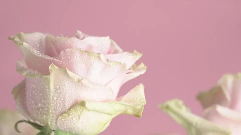 Roses with dew drops, macro shot. Valentine's Day gift, love concept, Easte.. Stock Footage 271235024