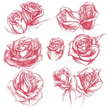 Roses Drawing set Stock Illustration