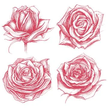Roses Drawing set Stock-Illustration