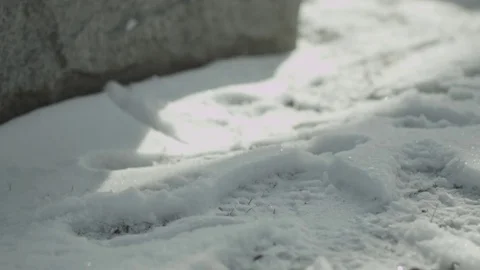 Roses Drop Snow Grave 1 Stock Footage 79034348