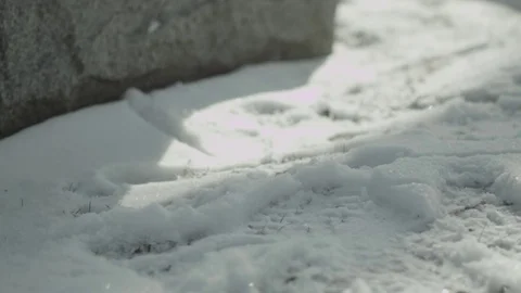 Roses Drop Snow Grave 2 Stock Footage 79034349