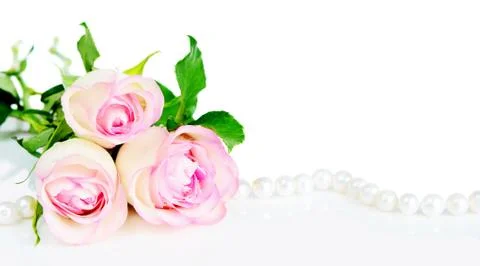 Roses in drops of dew Stock Photos