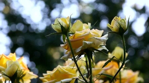 Roses in the evening light in the garden Video stock 64593857