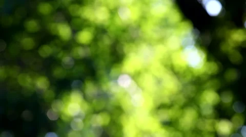 Roses in the evening light in the garden Stock Footage 64593964