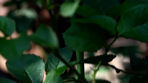 Roses in the evening light in the garden Stock Footage 64594072