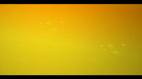 Roses evolution Stock Footage 339077