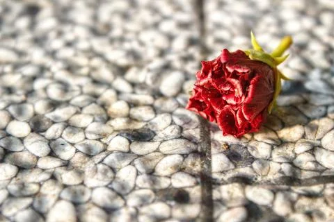 Roses fall on the ceramic floor Stockfoto's