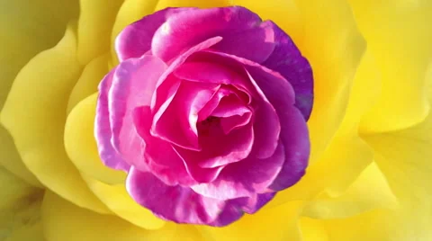 Roses falling away from screen Stock Footage 57405323