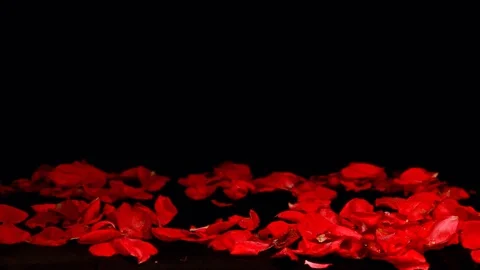Roses falling Stock Footage 94559801