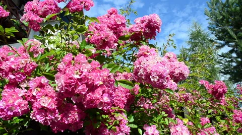 Roses on a fence Stock Footage