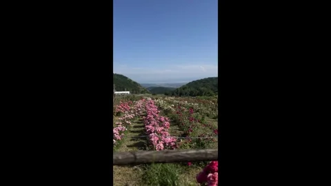Roses on a field of different colors Stock Footage 278860024