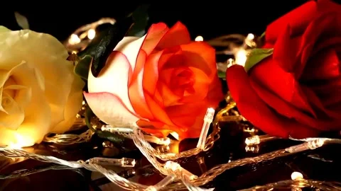 Roses on flashing lights Stock Footage 255012955
