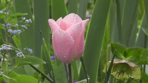 Roses Flower Stock Footage 225389752