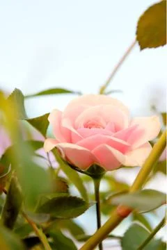 Roses flower Stock-Fotos