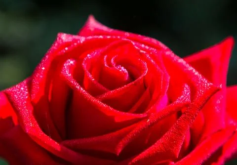 Roses flower Stock Photos