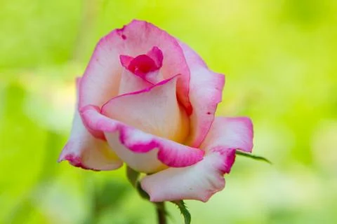 Roses flower Stock Photos