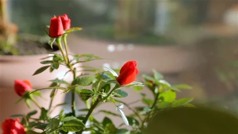 A Roses In A Flower Pot Stock Footage 107274585