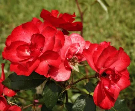 Roses flowerbed Stock-Fotos