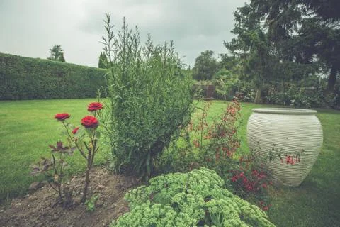 Roses in a flowerbed Stock Photos