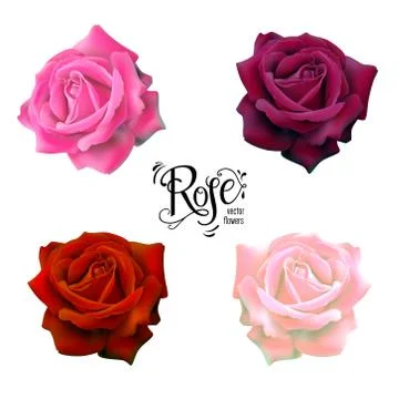 Roses flowers set Stock Illustration