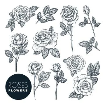 Roses flowers set, vector sketch illustration. Rose blossom, leaves and buds Stock Illustration
