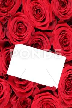 Roses flowers on Valentine's or mothers day with empty greeting card and copy Stock Photos