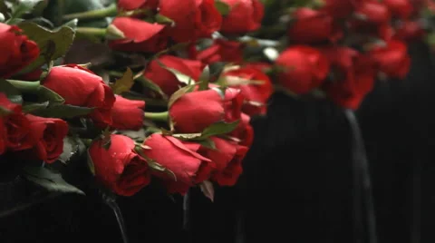 Roses on flowing water Stock Footage 60259309
