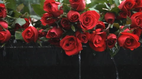 Roses on flowing water Stock Footage 60260232