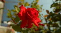 Roses HD 影片