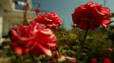 Roses Stock Footage 507911