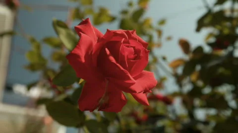 Roses Stock Footage 514873