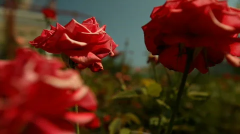 Roses Stock Footage 514899