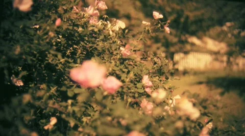 Roses Stock Footage 549964