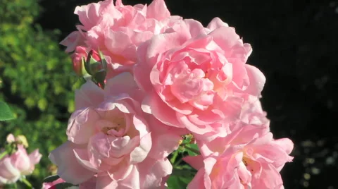 Roses Stock-Footage 1061999