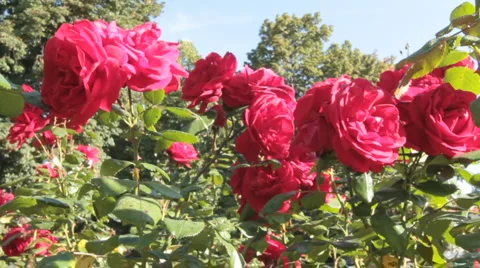 Roses Stock-Footage 1064645