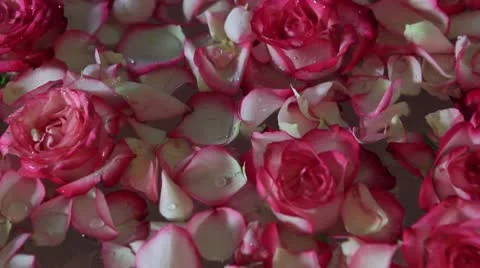 Roses Stock Footage 10730865