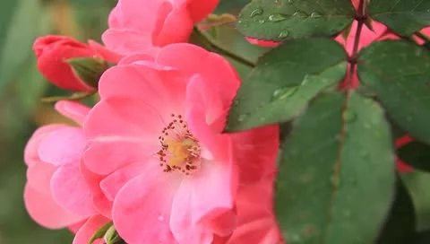 Roses 스톡 동영상 10789653