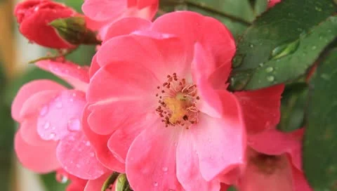 Roses Stock Footage 10789658