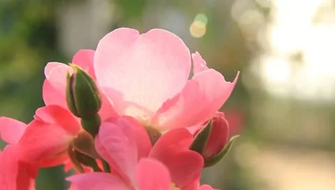 Roses Stock Footage 10789659