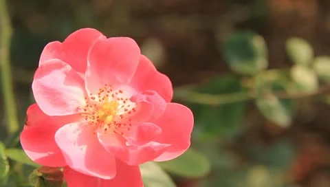 Roses Stock Footage 10789675