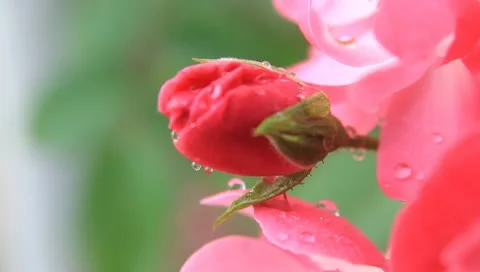 Roses Stock Footage 10790140