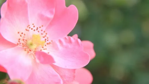 Roses Stock Footage 10790148