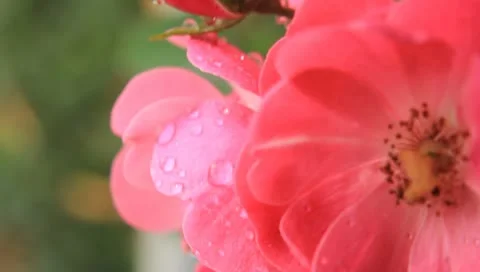 Roses Stock Footage 10790150