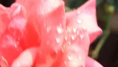 Roses Stock Footage 10790151