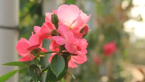 Roses Stock Footage 10790152