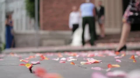 Roses Stock Footage 11194655